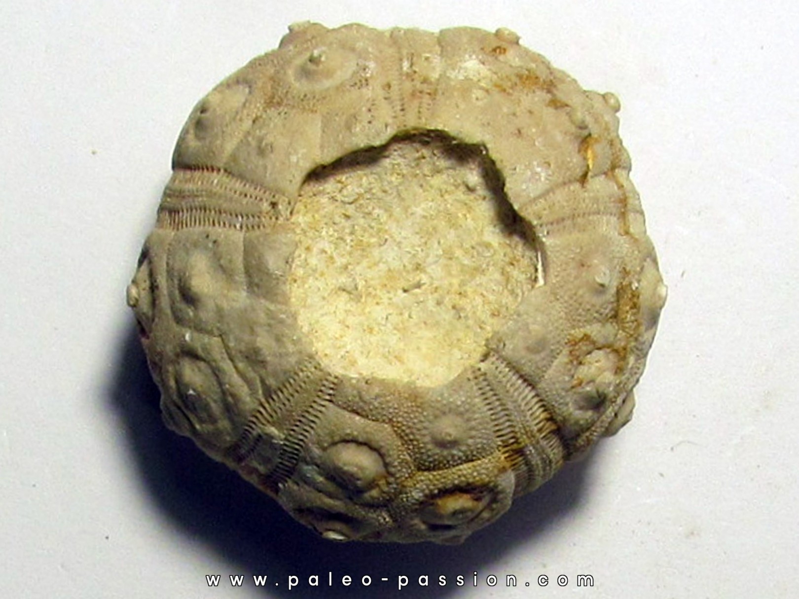 Dorocidaris taouzensis (1) Dorocidaris taouzensis (1)