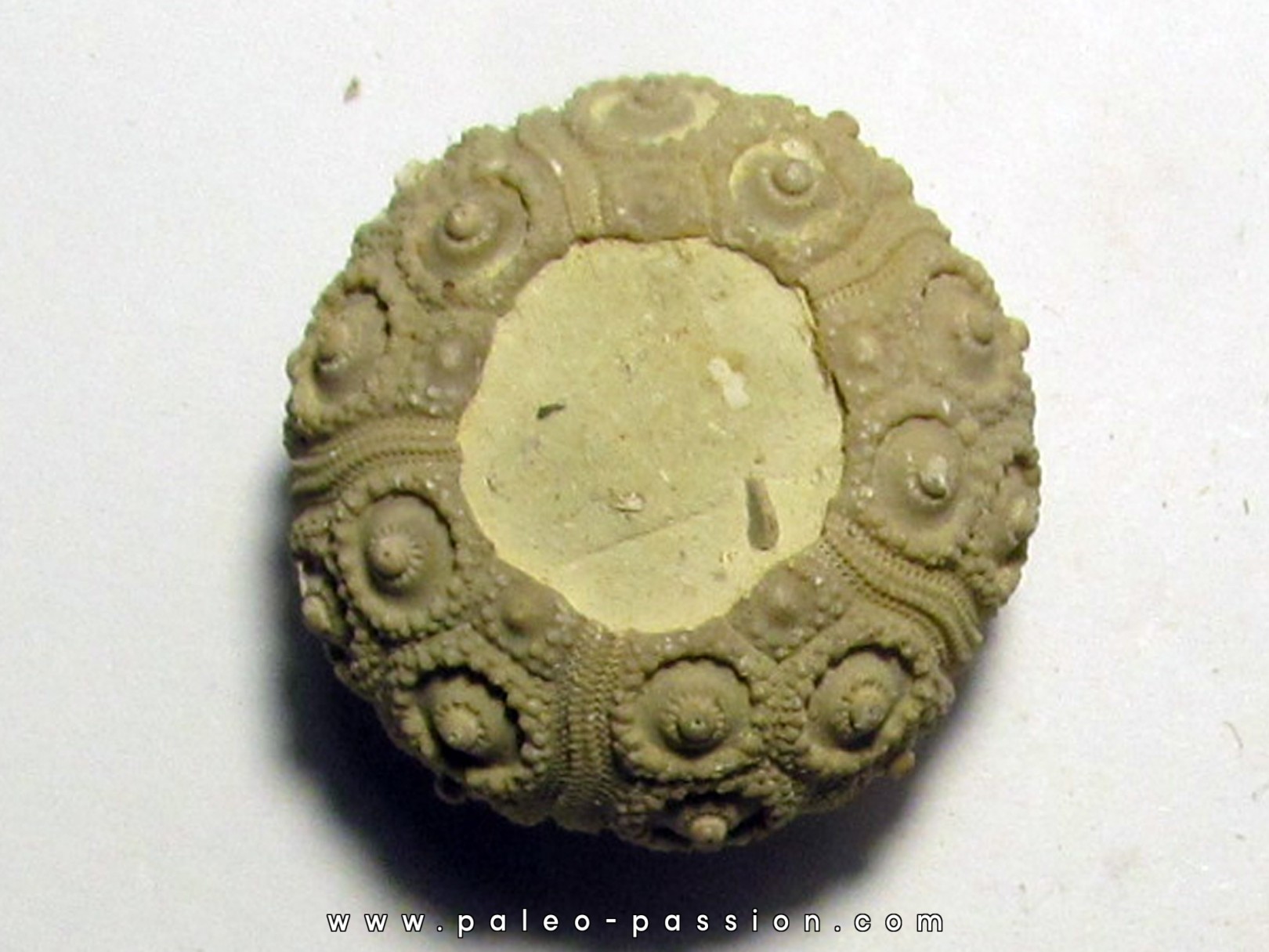 NENOTICIDARIS MERCIERI  (1) NENOTICIDARIS MERCIERI  (1)