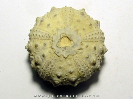 urchin GONIOPYGUS COUTINI (5)