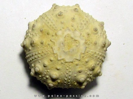 urchin GONIOPYGUS COUTINI (7)
