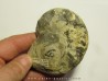 CERATITES SPINOSUS (1)  CERATITES SPINOSUS (1)