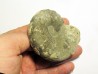 CERATITES SPINOSUS (1)  CERATITES SPINOSUS (1)