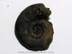 XENOCELTITES SUBEVOLUTUS