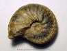 PSEUDOSCHLOENBACHIA HOEPENIFORMIS PSEUDOSCHLOENBACHIA HOEPENIFORMIS