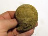 PSEUDOSCHLOENBACHIA HOEPENIFORMIS PSEUDOSCHLOENBACHIA HOEPENIFORMIS