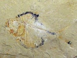 DIPLOMYSTUS BIRDI (4)