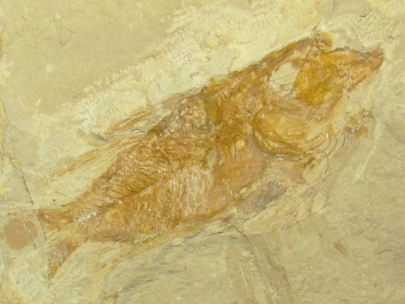 CTENOTHRISSA SIGNIFER (2)