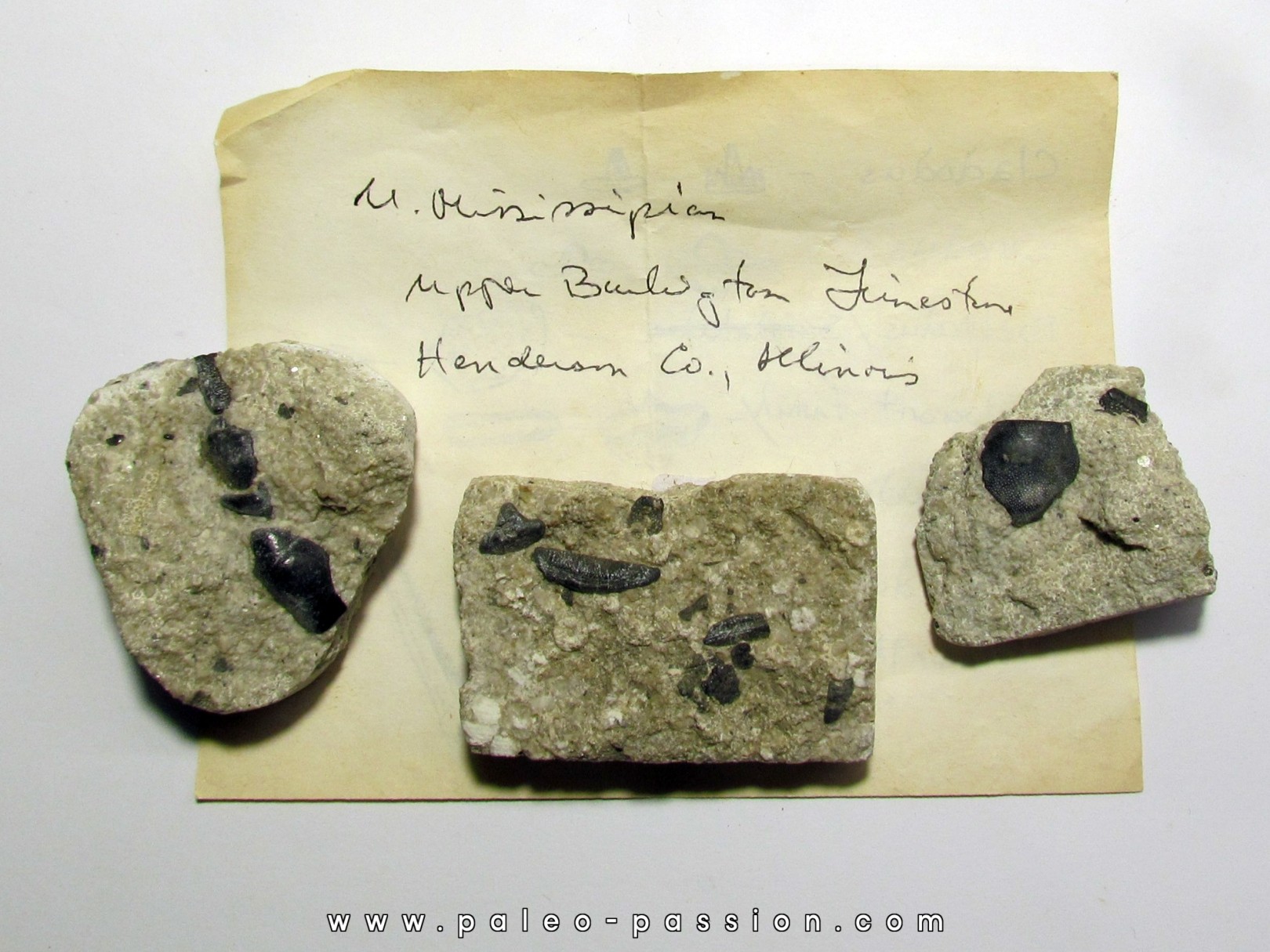 collection de dents de requins primitifs a determiner