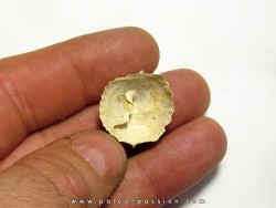 caleptrea sp.