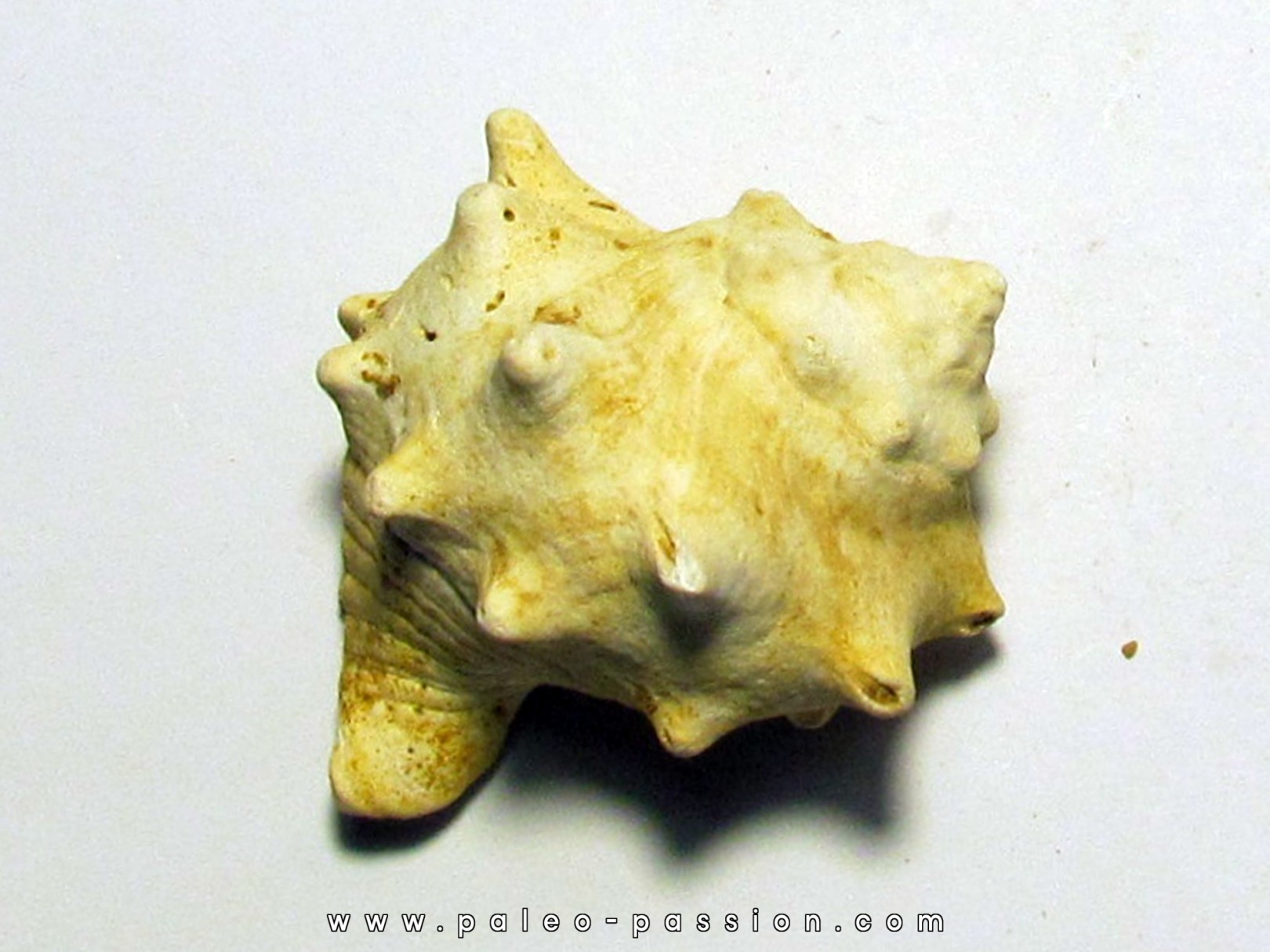 melongena minax melongena minax