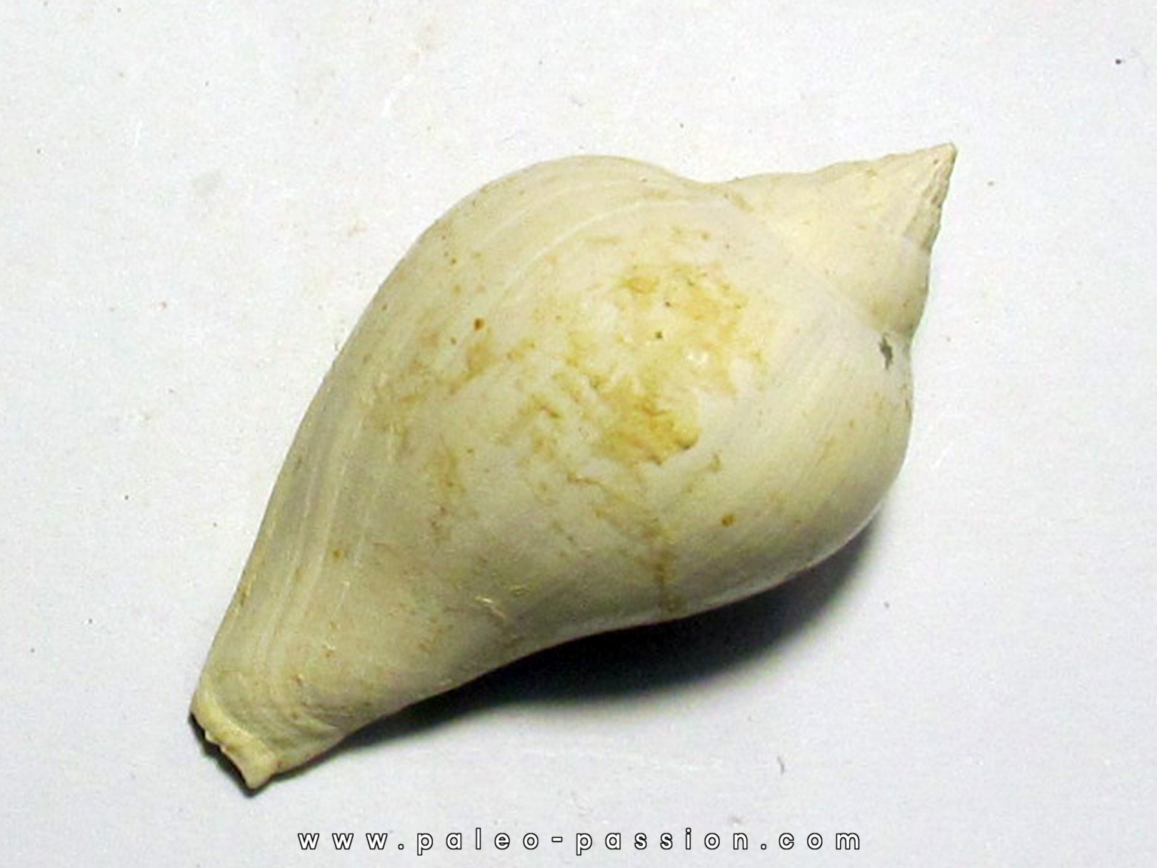 athleta bulbula athleta bulbula