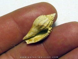 athleta elevata