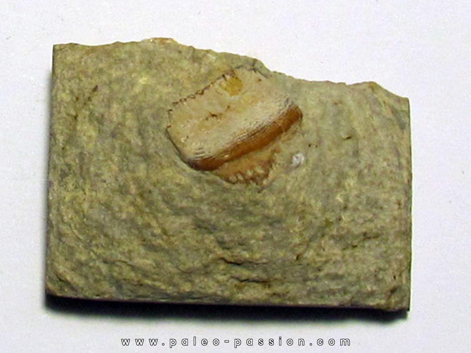 PETALODUS FREDERIXI PETALODUS FREDERIXI