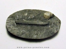 CHOMATODUS sp.