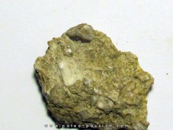 PETALORHYNCHUS DENTATUS