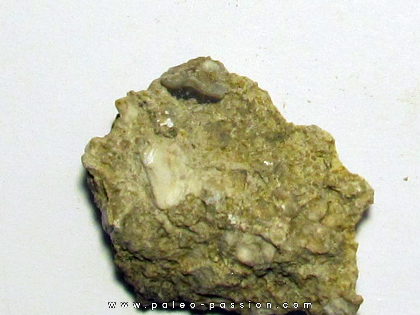 PETALORHYNCHUS DENTATUS  PETALORHYNCHUS DENTATUS