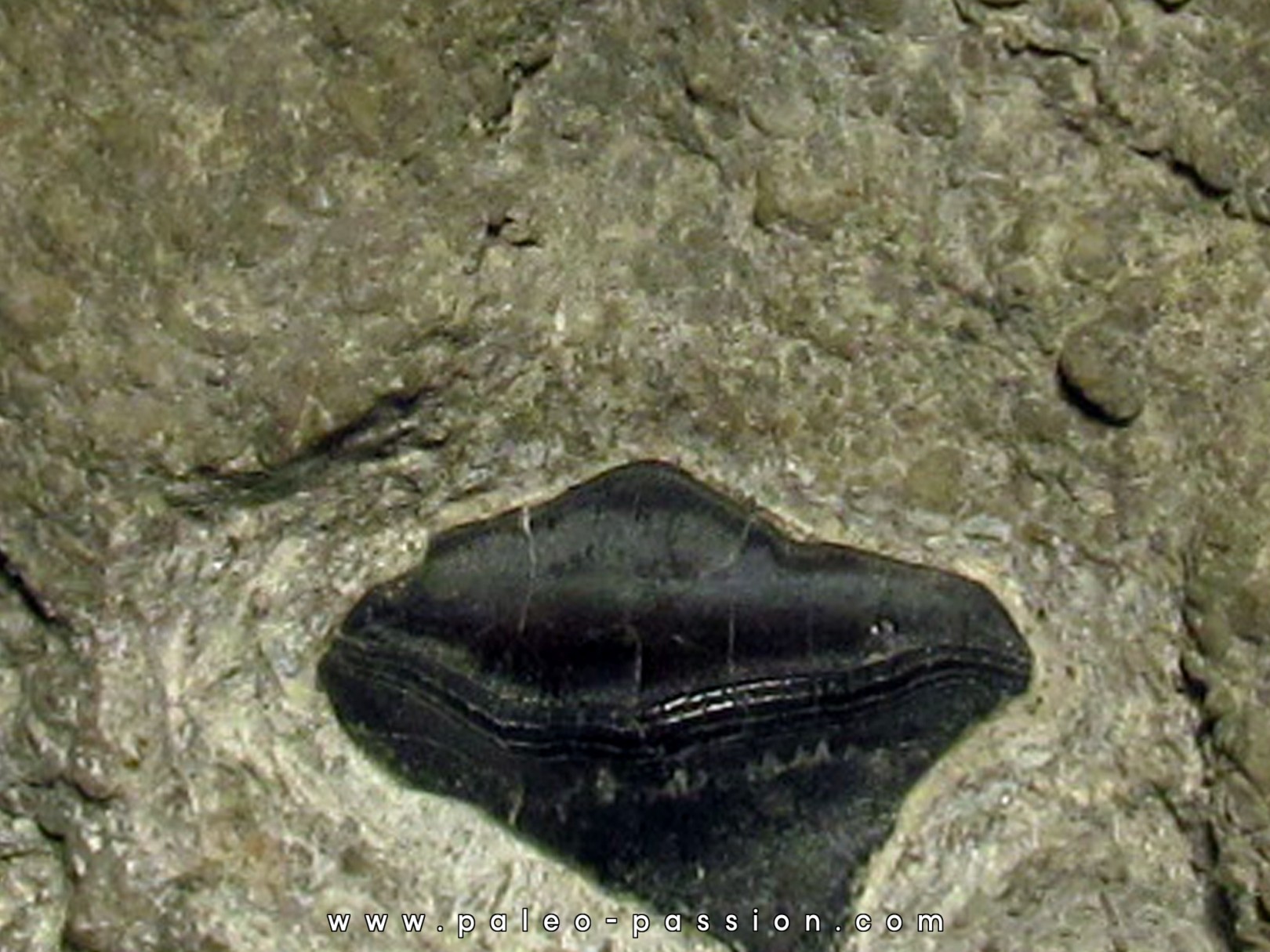 PETALODUS sp. PETALODUS sp.