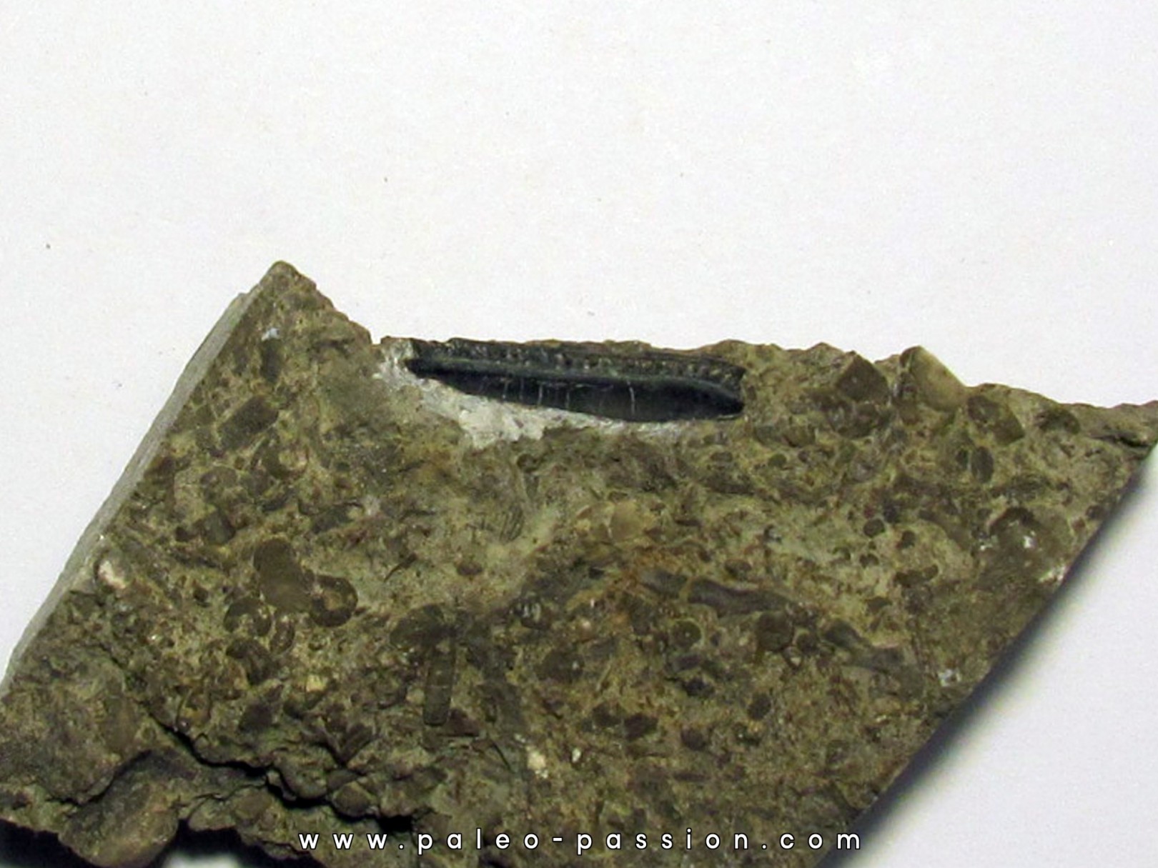 CHOMATODUS INSIGNIS CHOMATODUS INSIGNIS