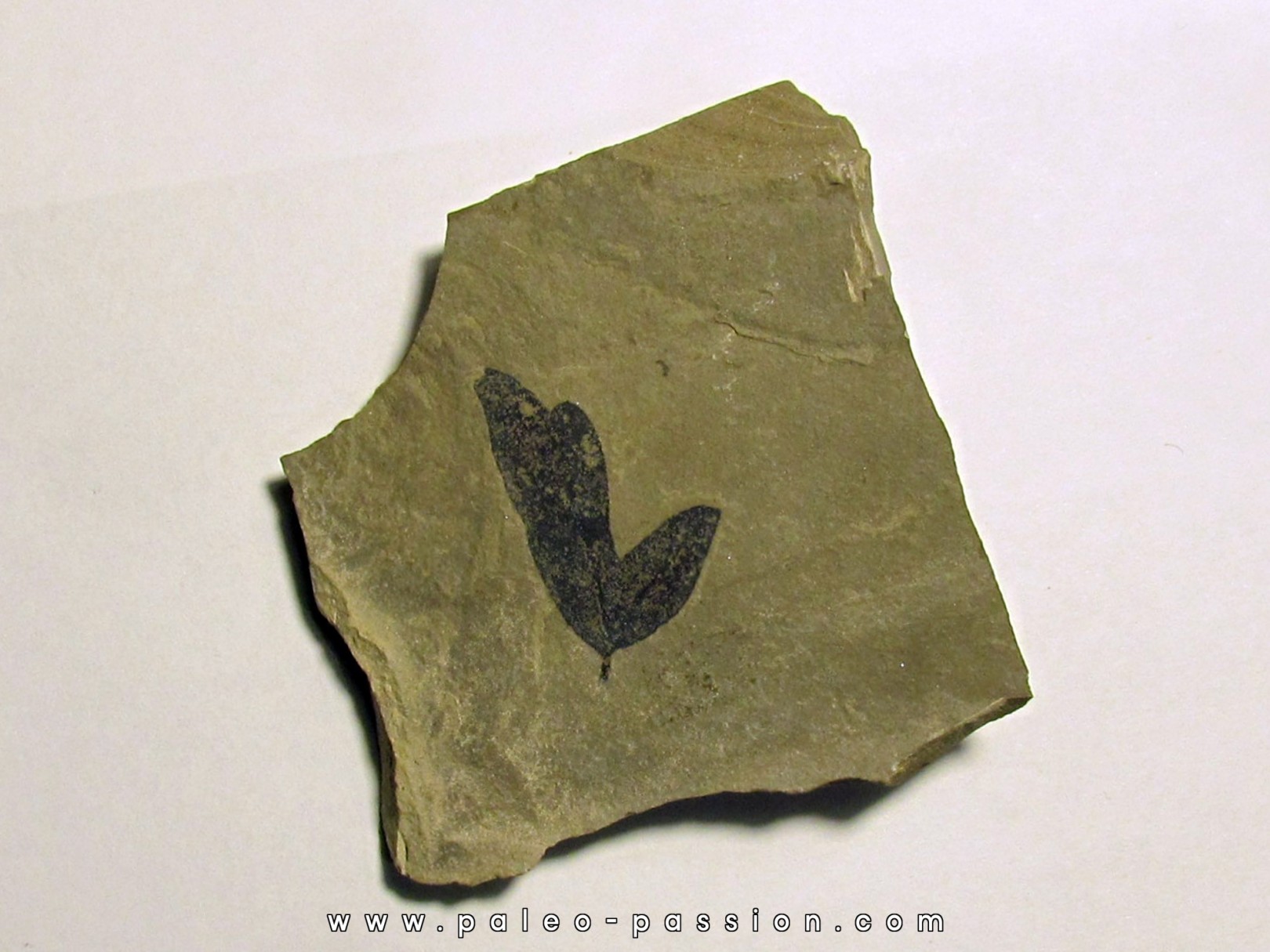 cardiospermum coloradensis (2) cardiospermum coloradensis (2)