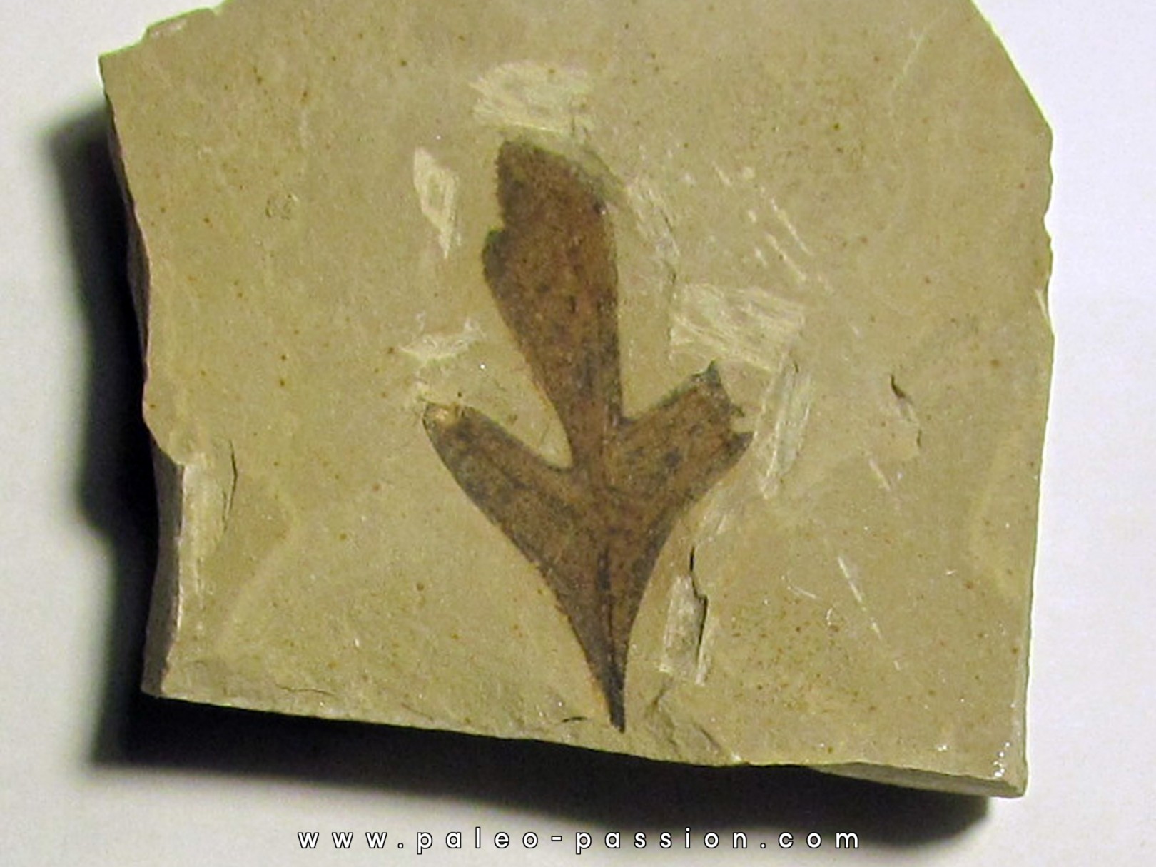 cardiospermum coloradensis (4)