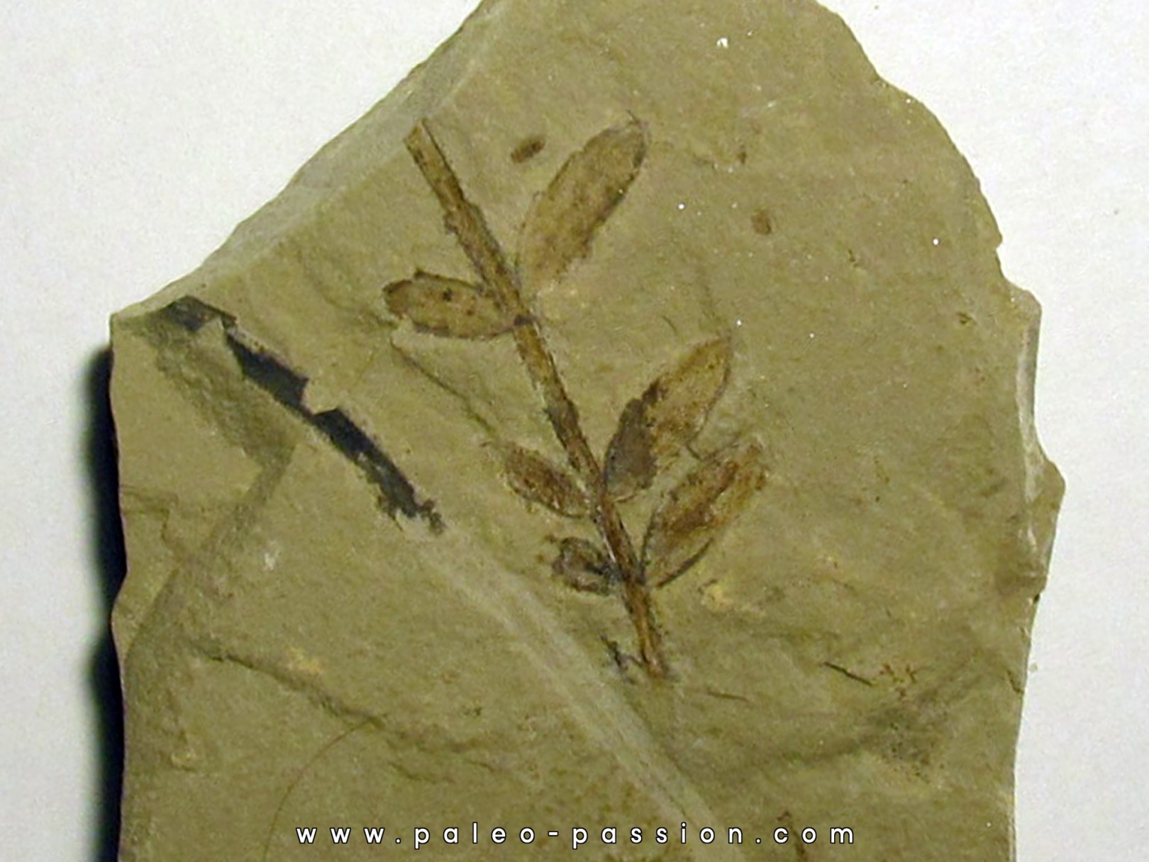 mimosites coloradensis (2) mimosites coloradensis (2)