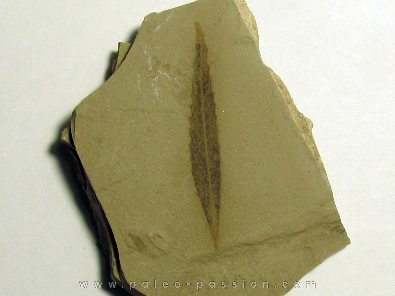 cedrelospermum nervosa (2)