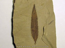 cedrelospermum nervosa (3)