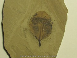 symphoricarpes sp. (symphorine) (1)