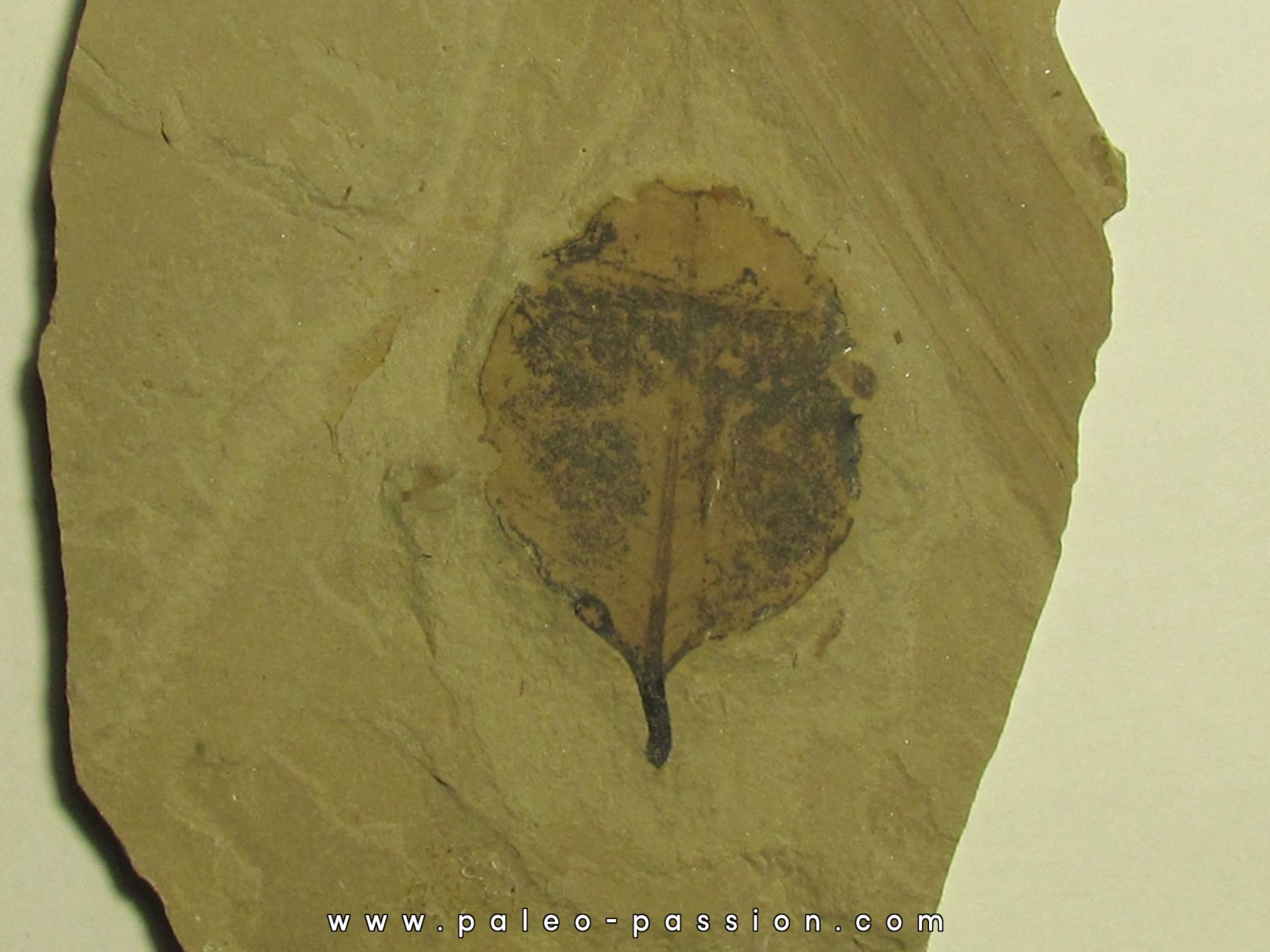 symphoricarpes sp. (snowberry) (1)