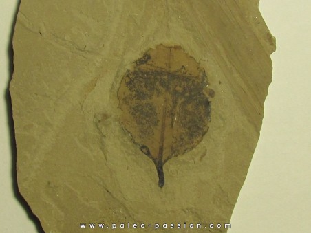 symphoricarpes sp. (symphorine) (1)