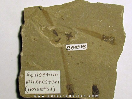 equisetum winshesteri (prêle) + insecte (1)