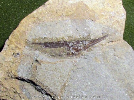 fossil fish: AEOLISCUS HEINRICHI (1)