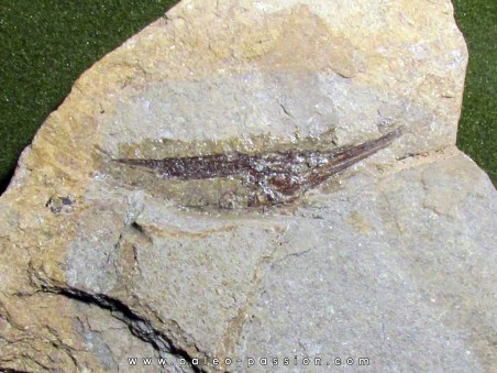 poisson fossile: AEOLISCUS HEINRICHI (1)