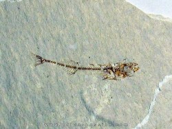 GASTEROTEUS STICKLEBACK (3)