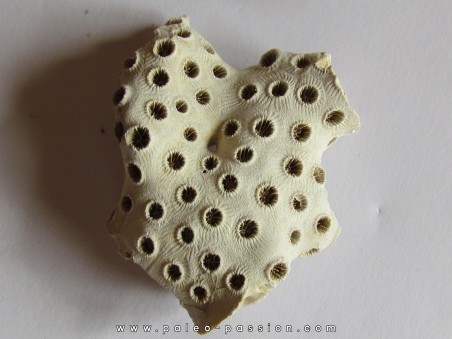 ASTRHELIA PALMATA  (1)