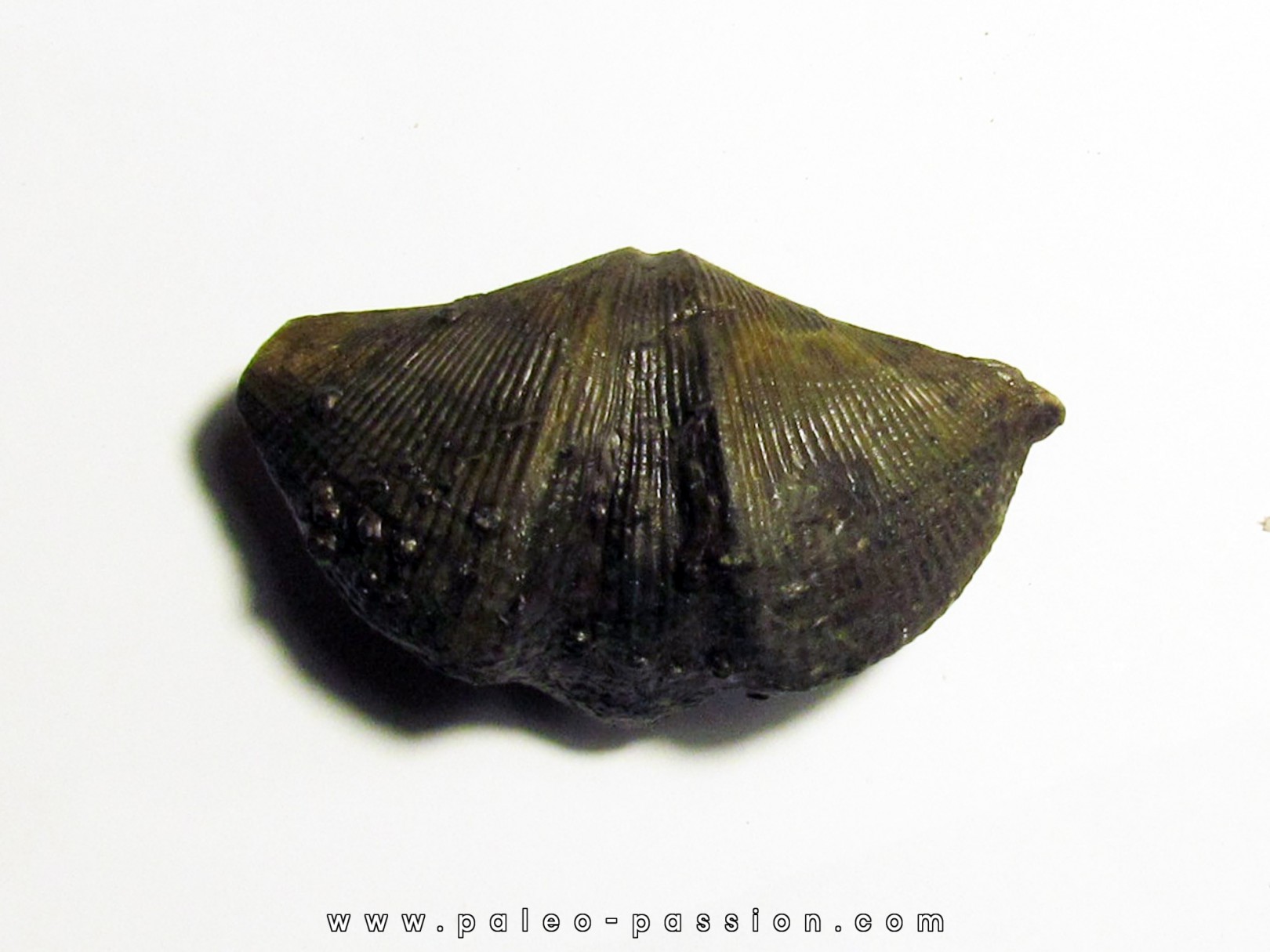 CYRTOSPIRIFER VERNEUILLI  and spirorbis sp. (2) CYRTOSPIRIFER VERNEUILLI  and spirorbis sp. (2)