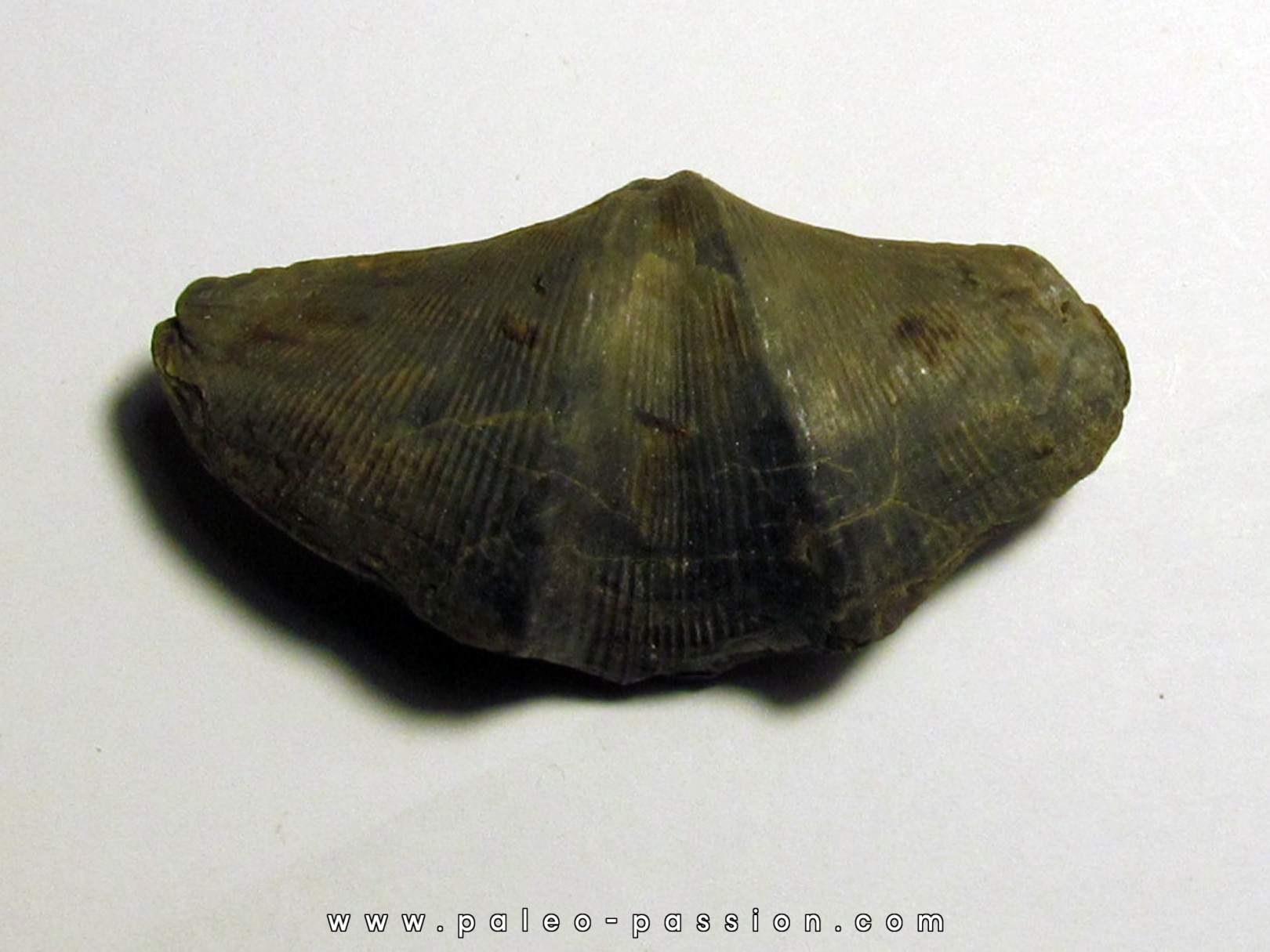 CYRTOSPIRIFER VERNEUILLI  and petrocrania sp. (7) CYRTOSPIRIFER VERNEUILLI  and petrocrania sp. (7)