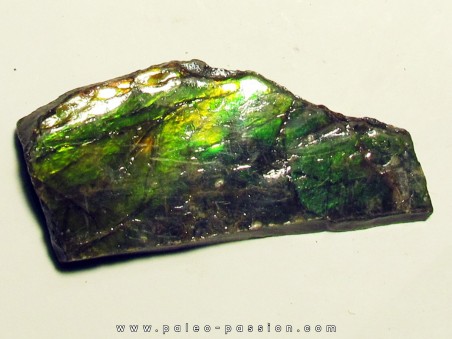 AMMOLITE (1)