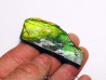 AMMOLITE (1) AMMOLITE (1)