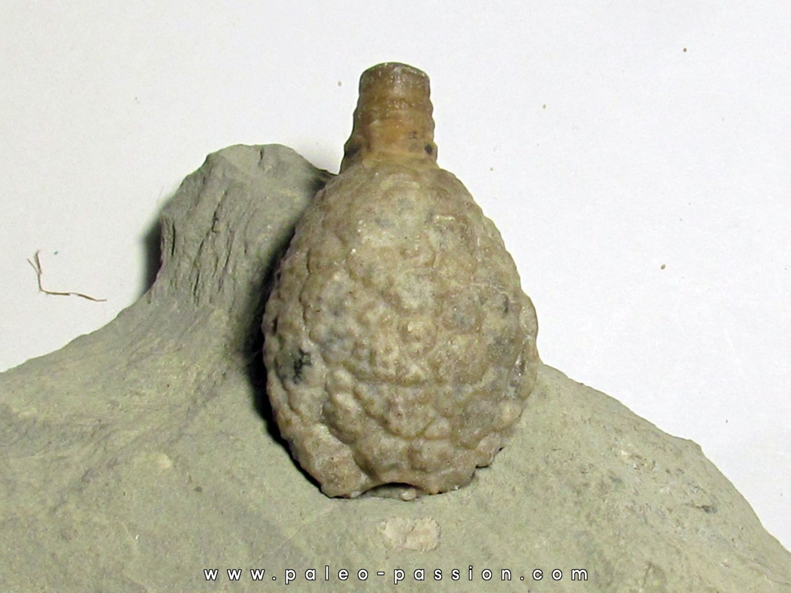 Cystoides holocystites scutellatus (3) Cystoides holocystites scutellatus (3)