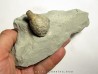 Cystoides holocystites scutellatus (3) Cystoides holocystites scutellatus (3)