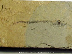 Cobitopsis acutus  (2)