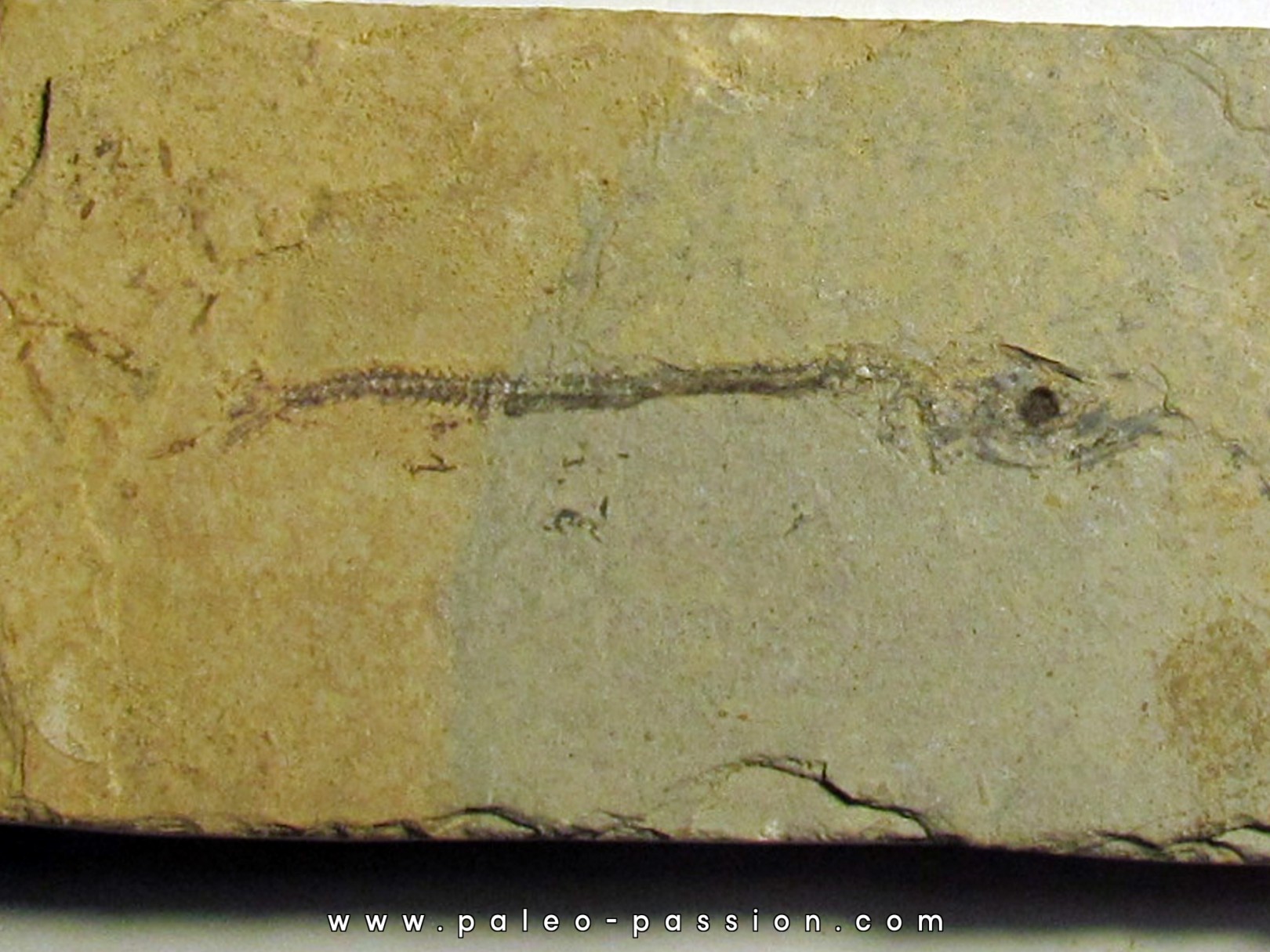 Cobitopsis acutus  (2)