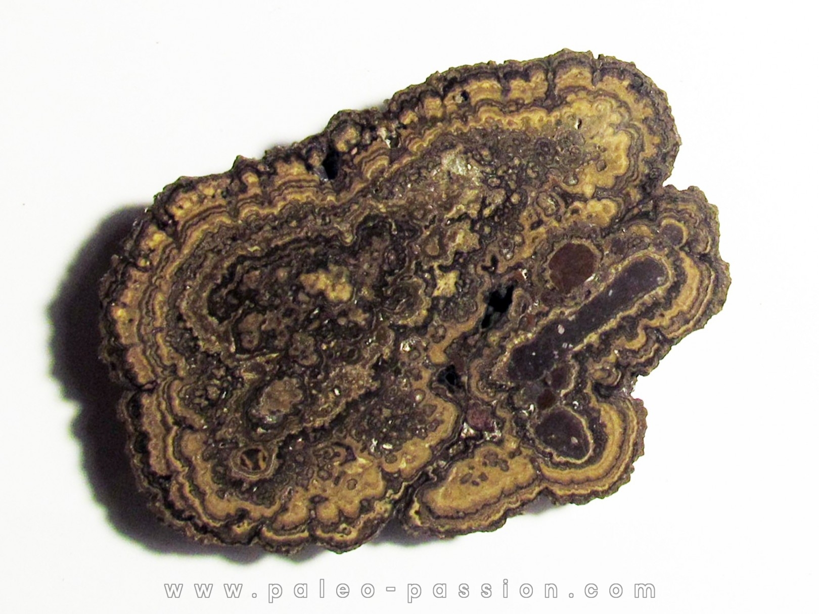 STROMATOLITES Chihuahua MEXIQUE (2)