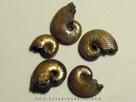 5 ammonites nacrées de Bully (2)