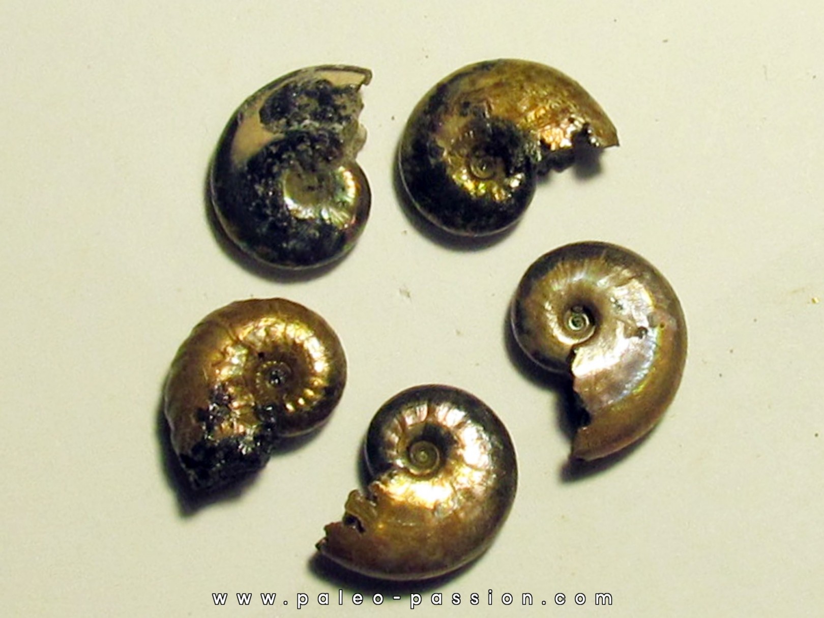 5 ammonites nacrées de Bully (3)