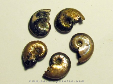 5 ammonites nacrées de Bully (3)