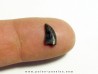 dinosaur tooth raptor: dromaeosaurus (2)