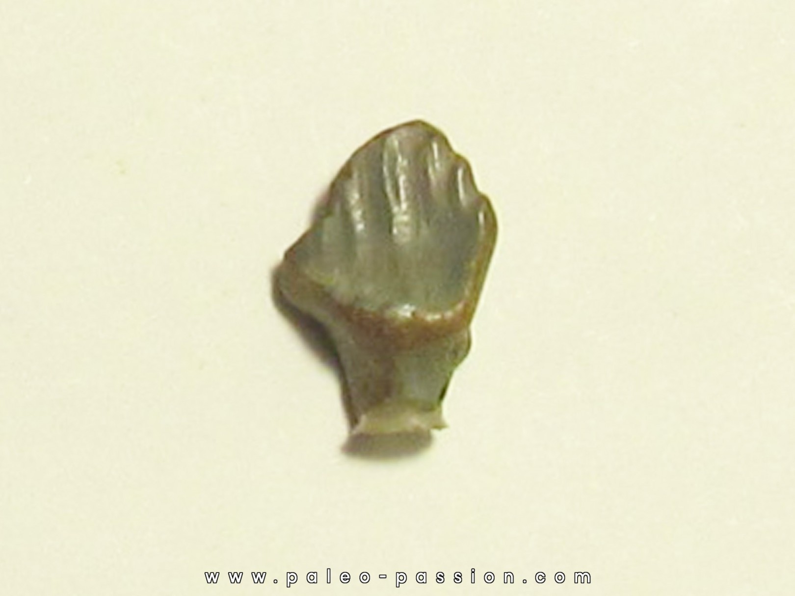 dinosaur nodosaur tooth: PANOPLOSAURUS MIRUS