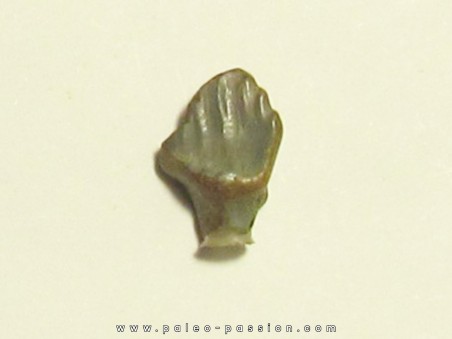 dinosaur nodosaur tooth: PANOPLOSAURUS MIRUS